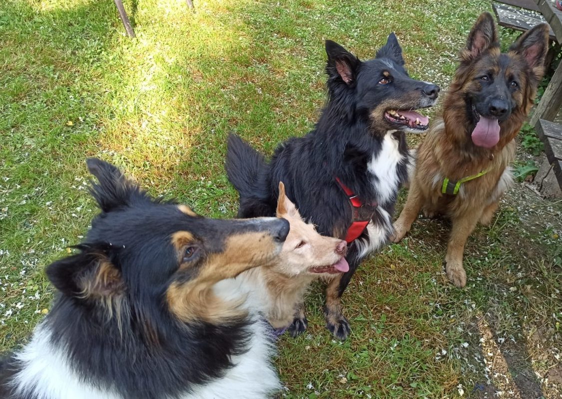 Hundegruppe, Sozialverhalten, Training