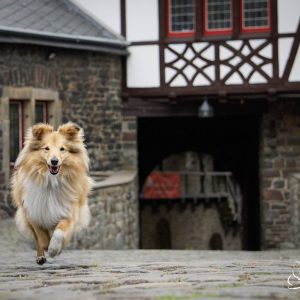 Nala Abruf Einzeltraining Hund beim Rückruf, Basics für den Alltag, Hundebegegnungen, Sicherheit für Tierschutzhunde, Hunde mit Angstverhalten.