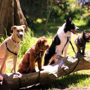 Gruppentraining Hundegruppe im Gruppentraining, Stärkung des Sozialverhaltens, Beschäftigung in Kleingruppen im sicheren Umfeld