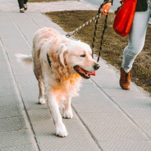 hund04 Kopie Hund läuft entspannt an der Leine an der Straße entlang.