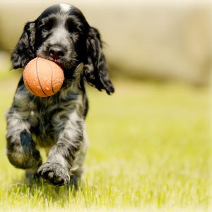 Welpentraining Welpentraining, Junghundetraining, spielerisch lernen, Geduld, Ruhe, Sozialverhalten erlernen, Bindung aufbauen.